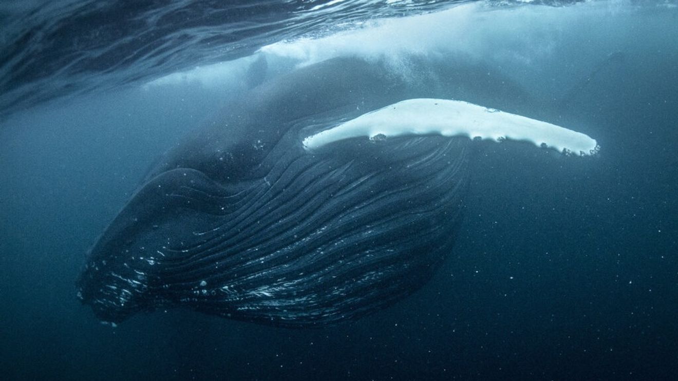 Temné vody Atlantiku