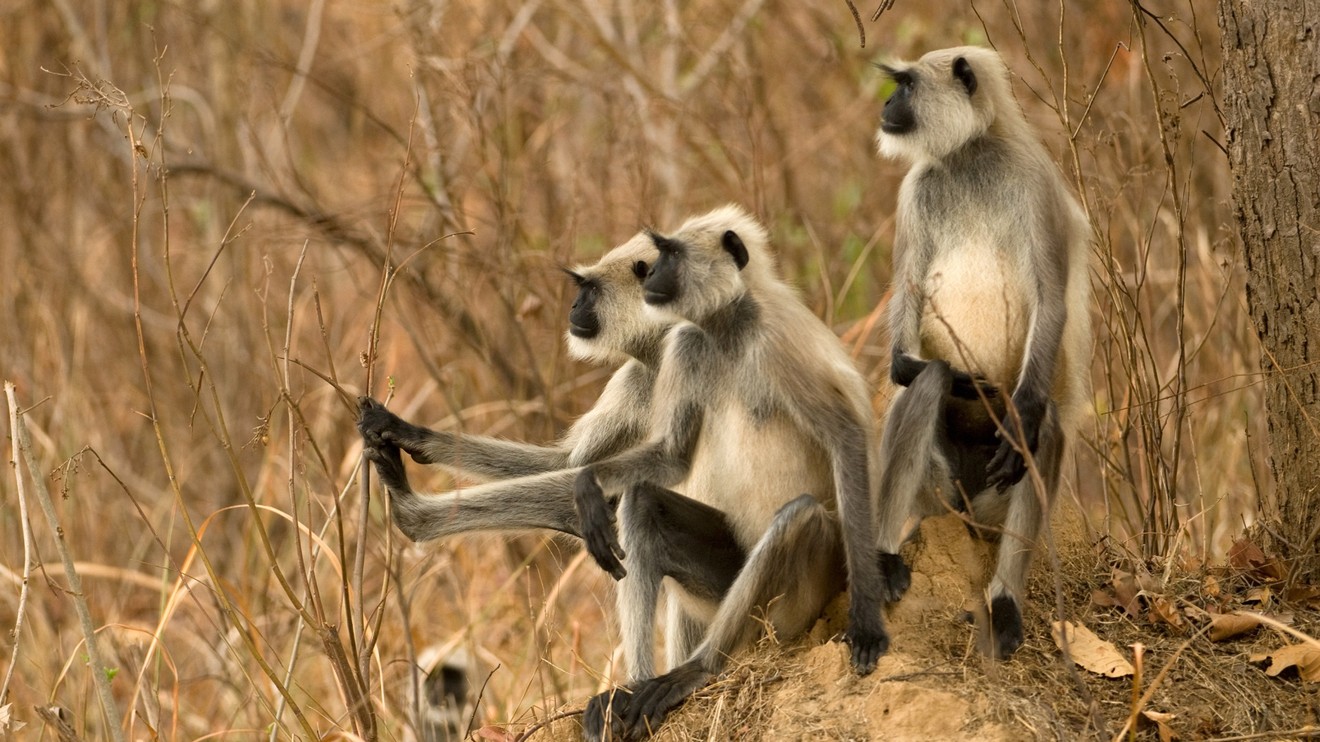 Destination Wild: India