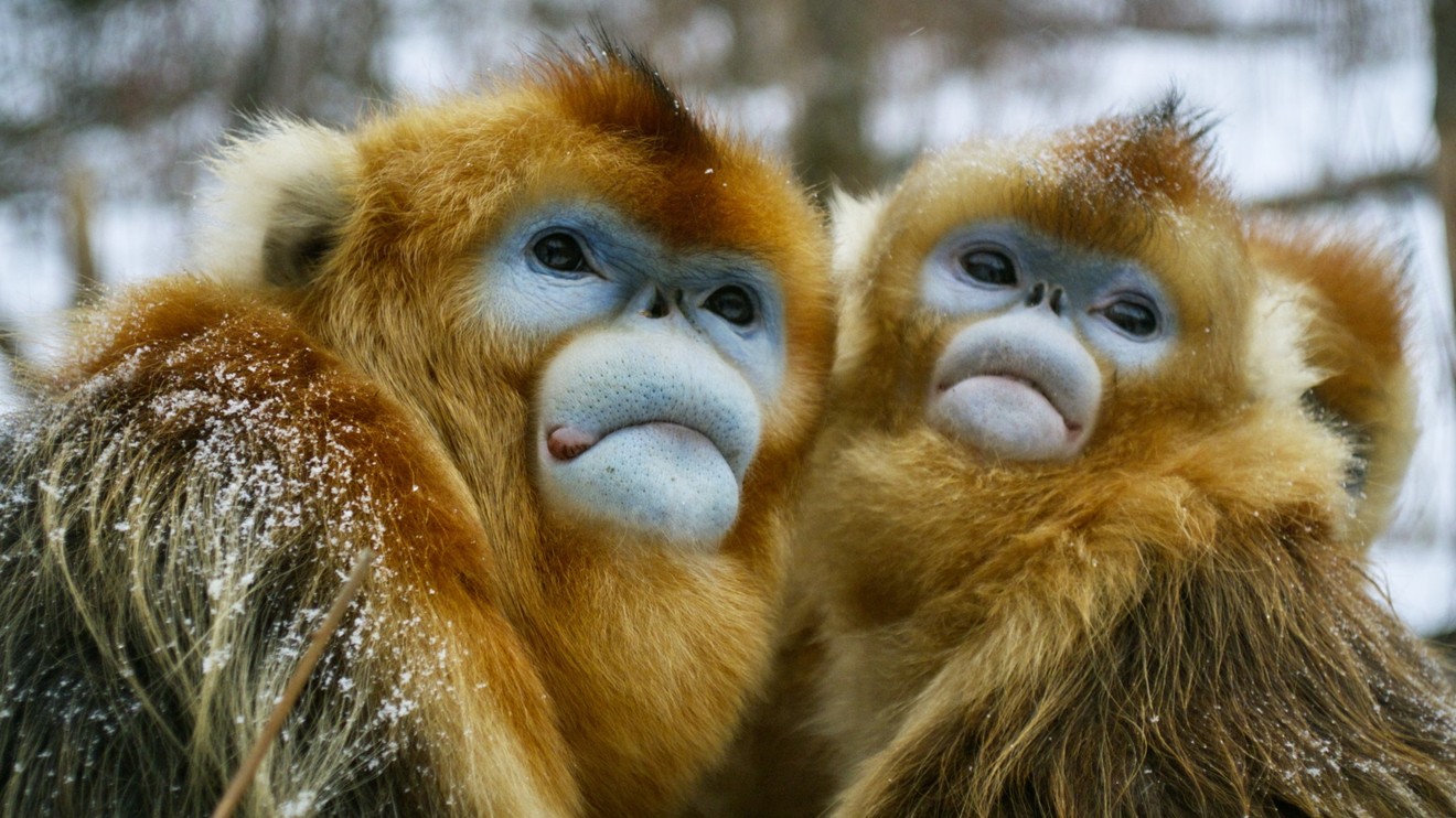 Wild Treasures of China