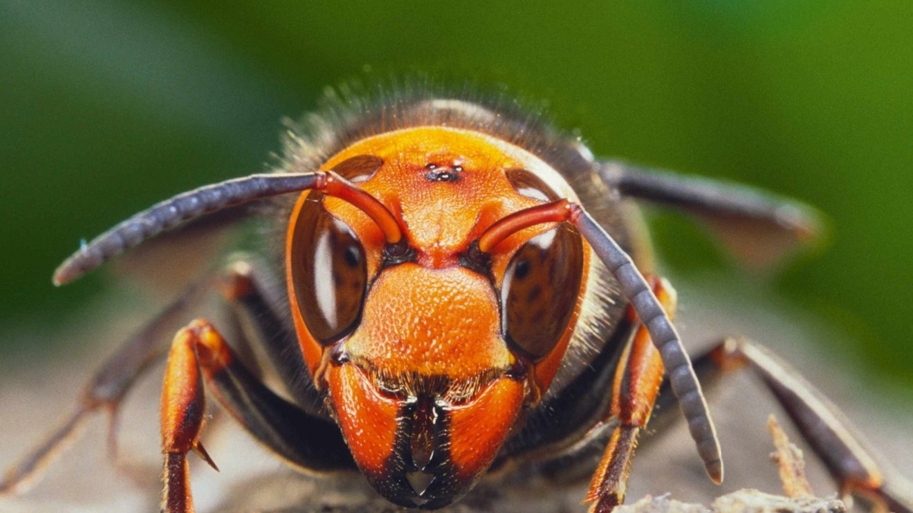 Smrtící sršně Asie