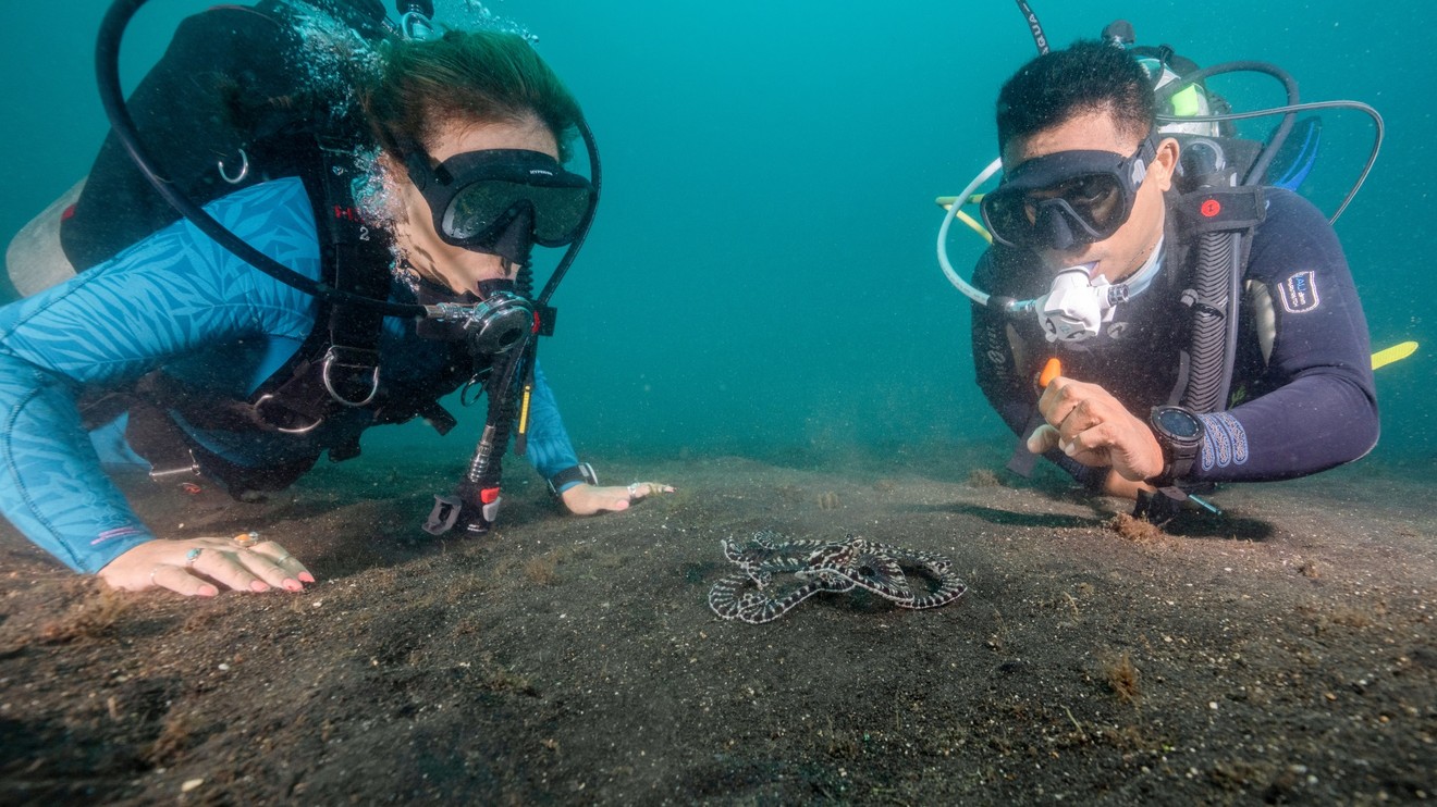 Tajemství chobotnic