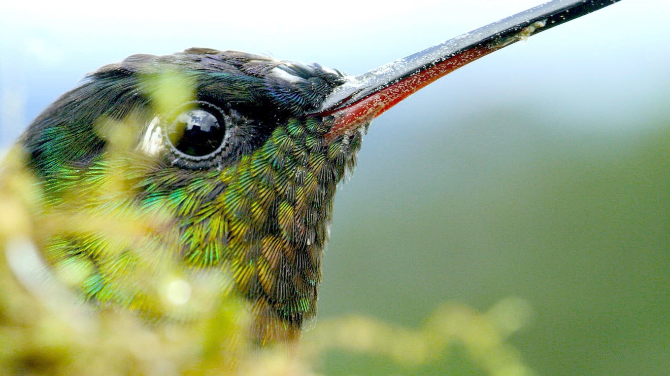 Costa Rica : Le réveil de la nature