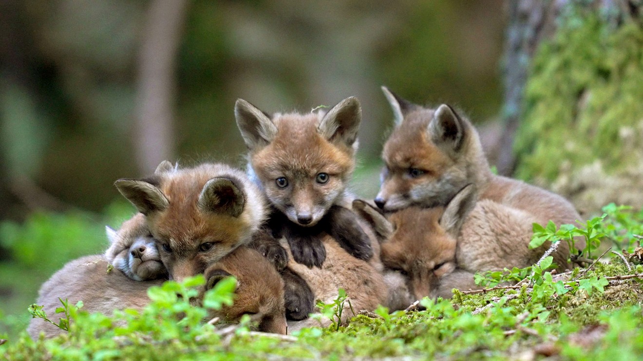 Universum: Život v "Mŕtvom pohorí"