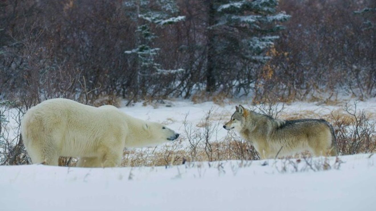 Polární světy s Bertiem Gregorym