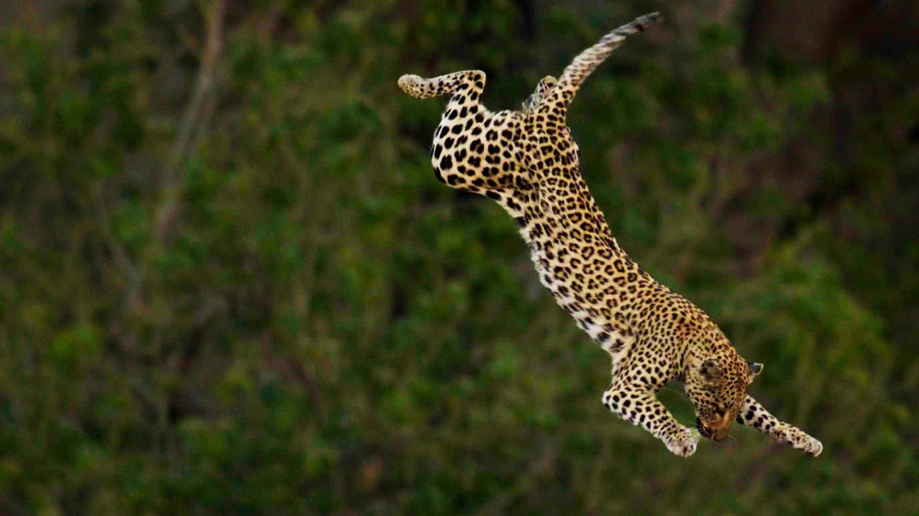 Planeta velkých koček