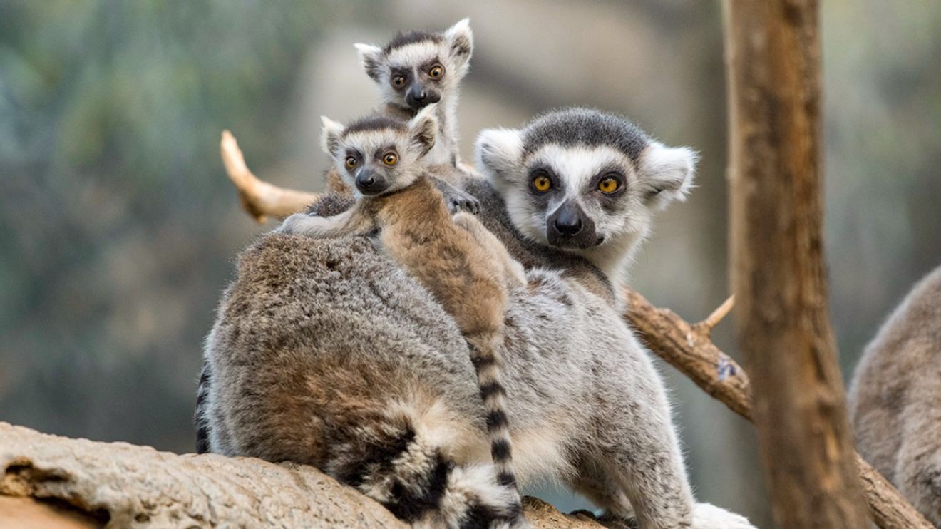 Zoo