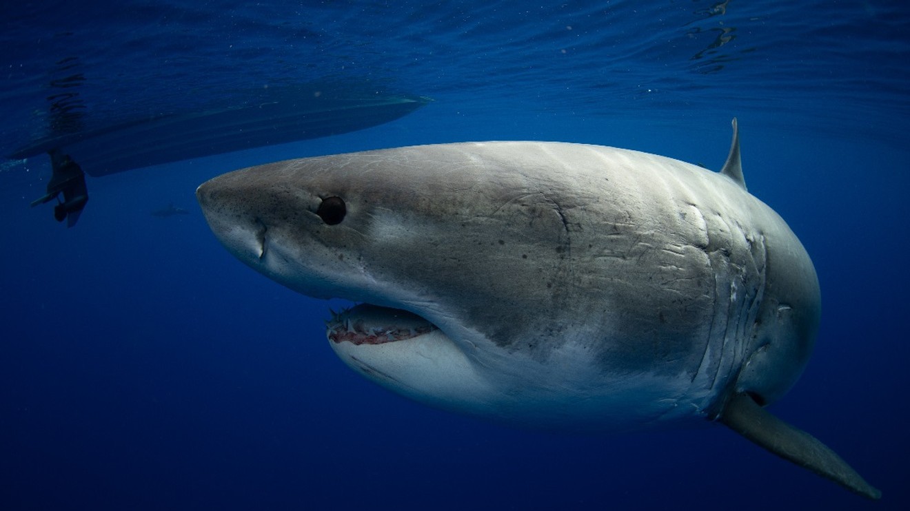 Největší žralok bílý na světě?