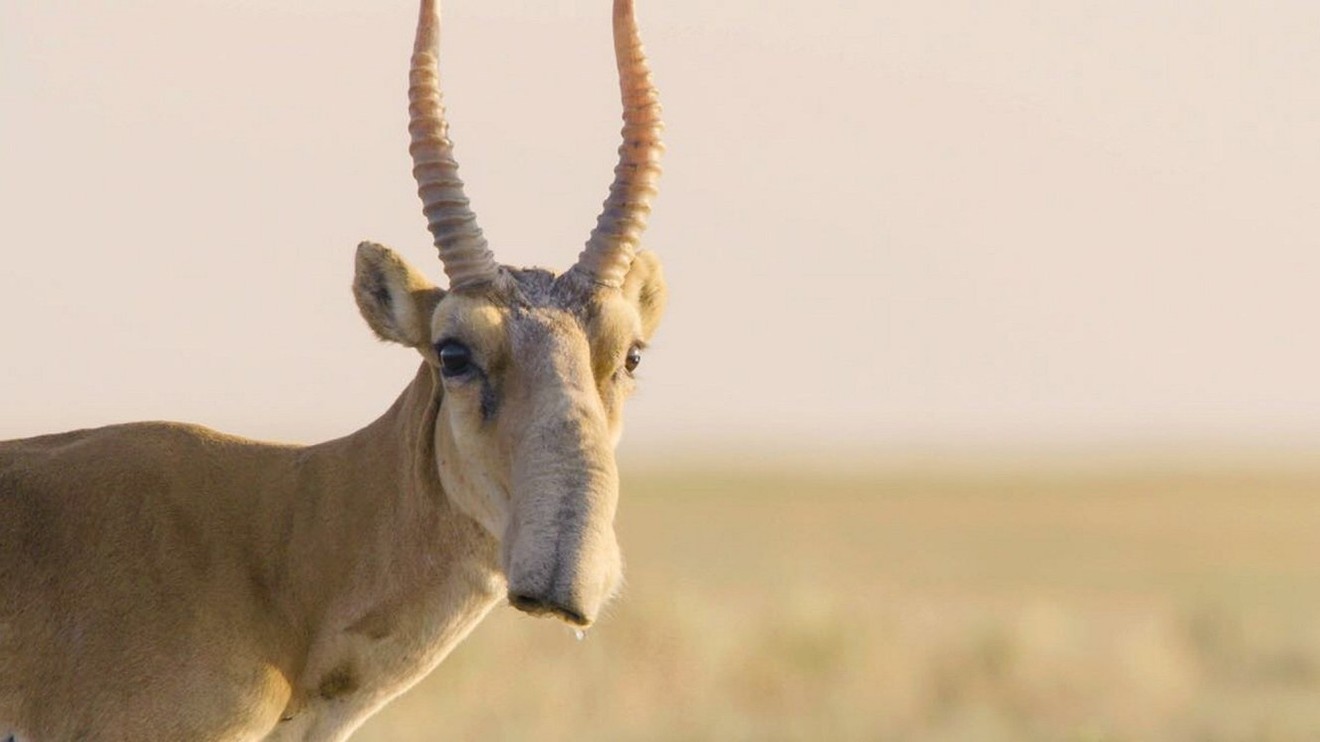 Království antilop