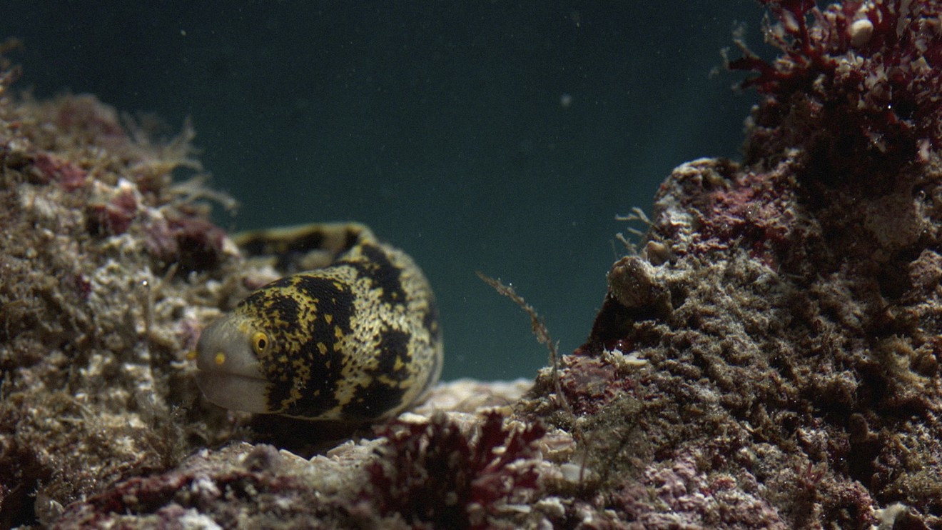 Lovci z korálových útesů