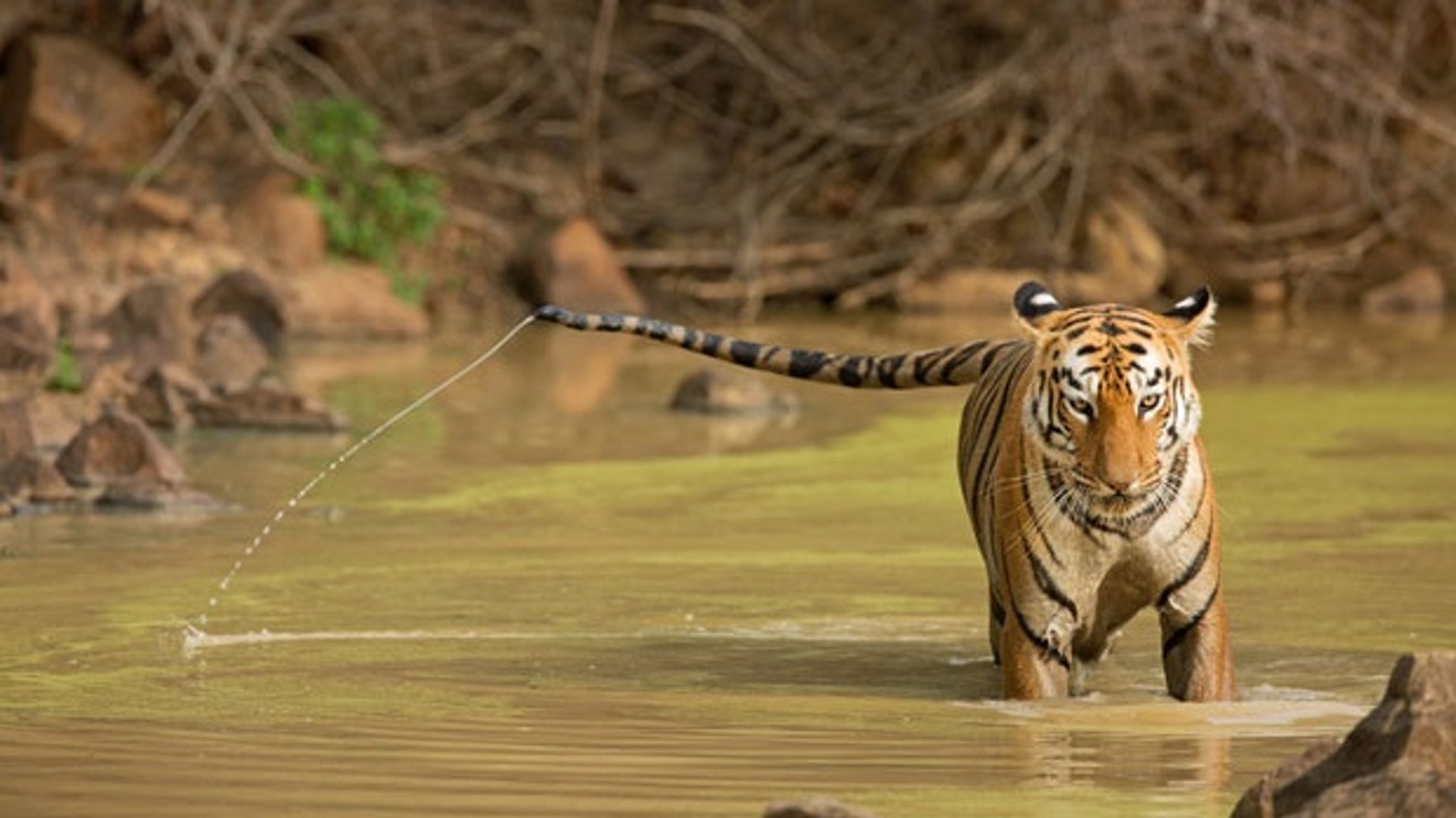 Maya, tygří královna