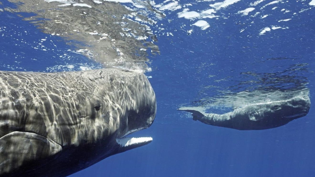 Zvířecí špioni pod hladinou