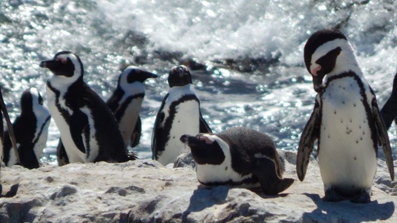 Setkání s tučňáky