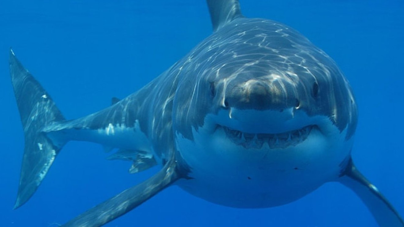 Mýtus jménem žralok