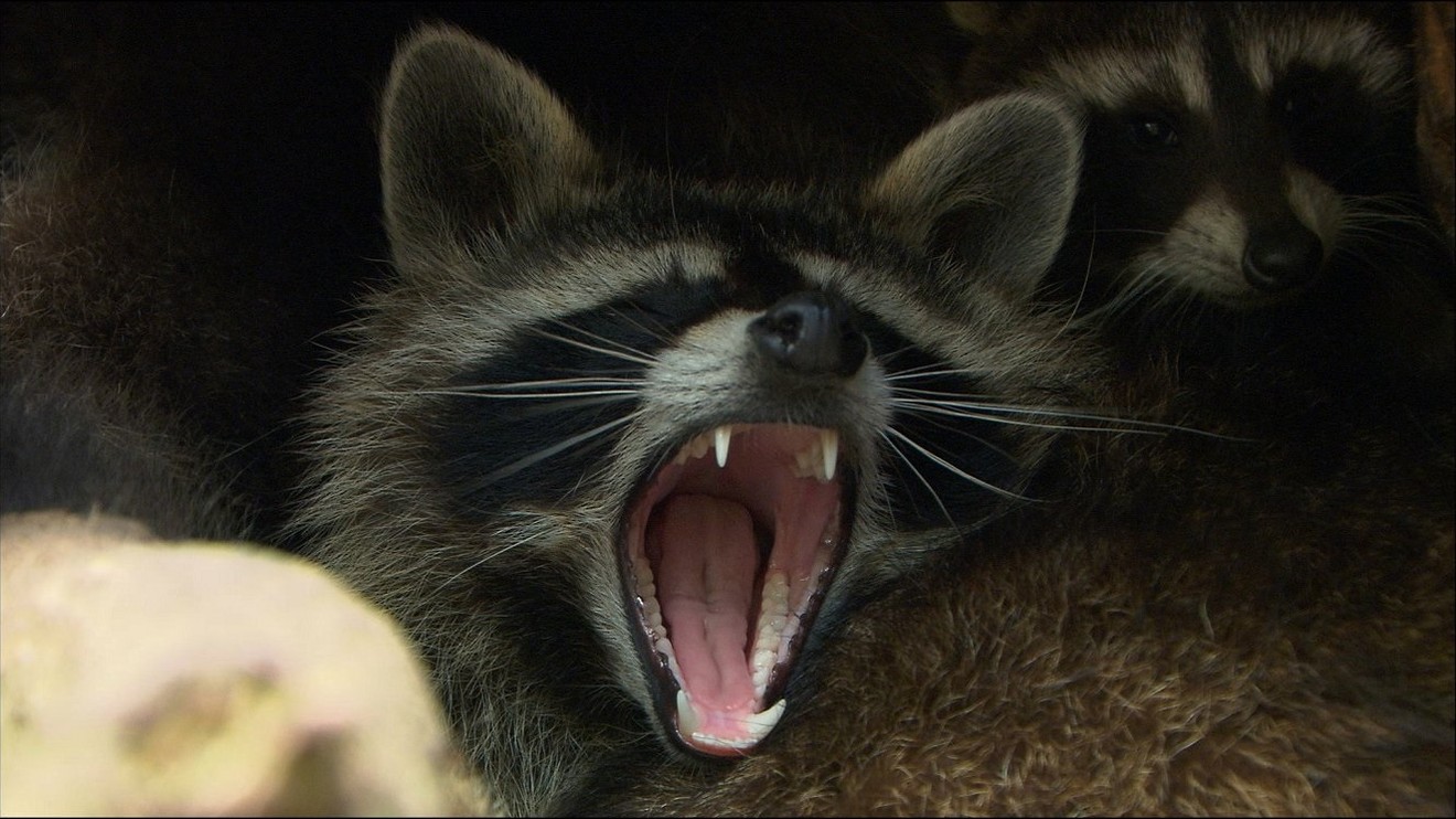 Roztomilí darebáci