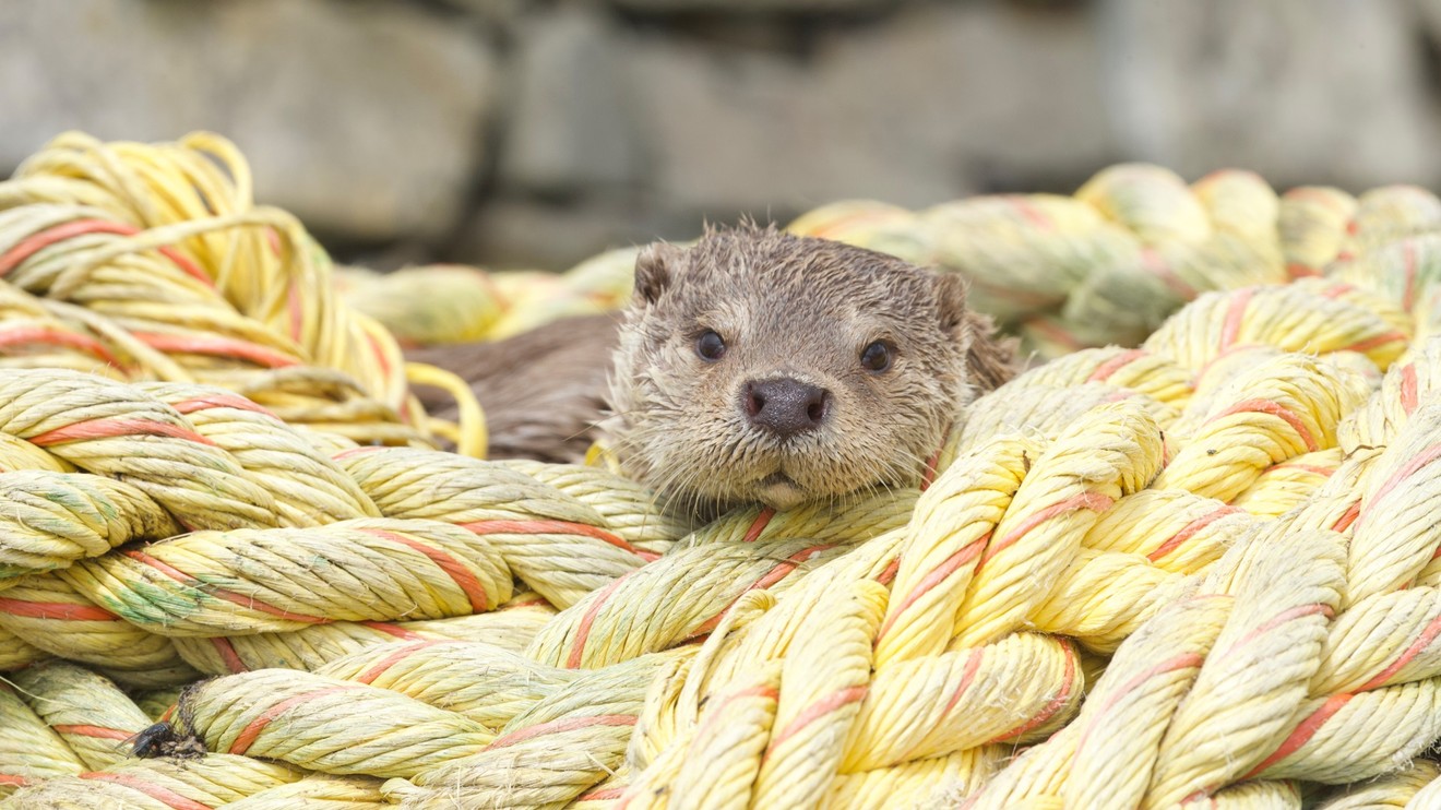 Billy & Molly: Příběh vydří lásky