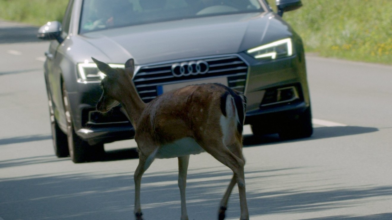 Zvířecí přechody