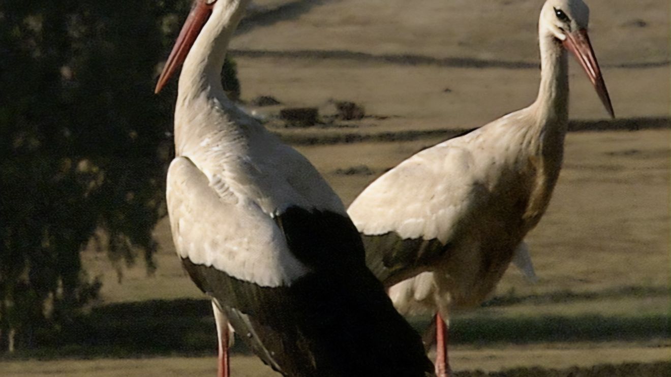 Kalendář přírody