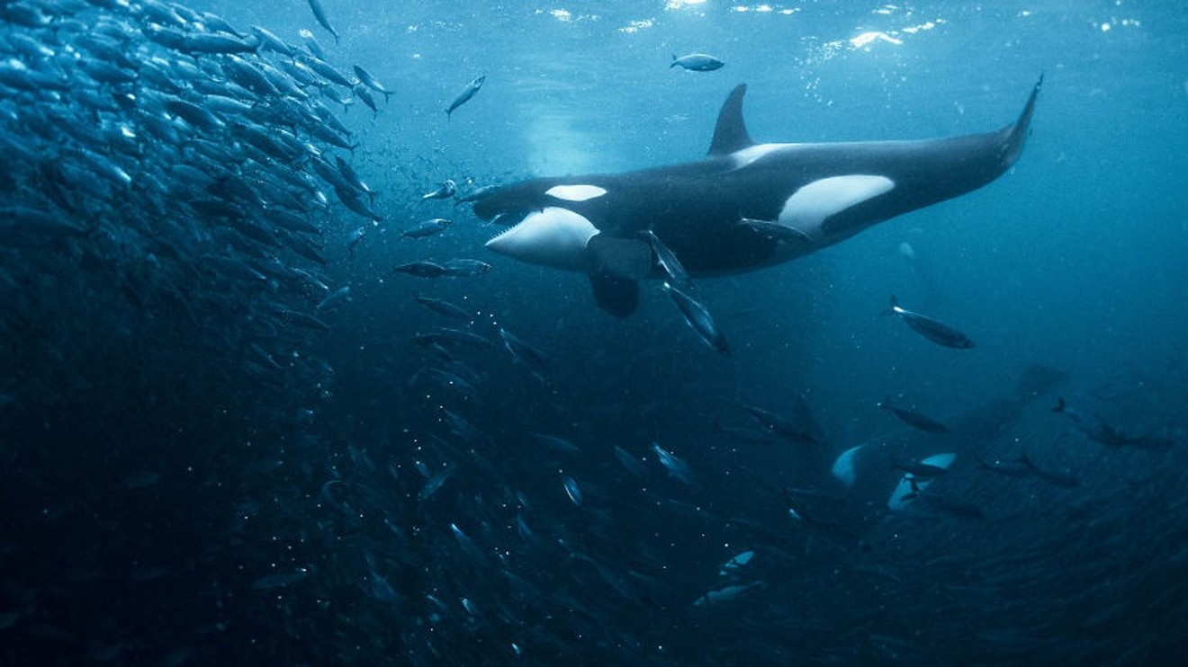 Zvířecí taktiky zabíjení