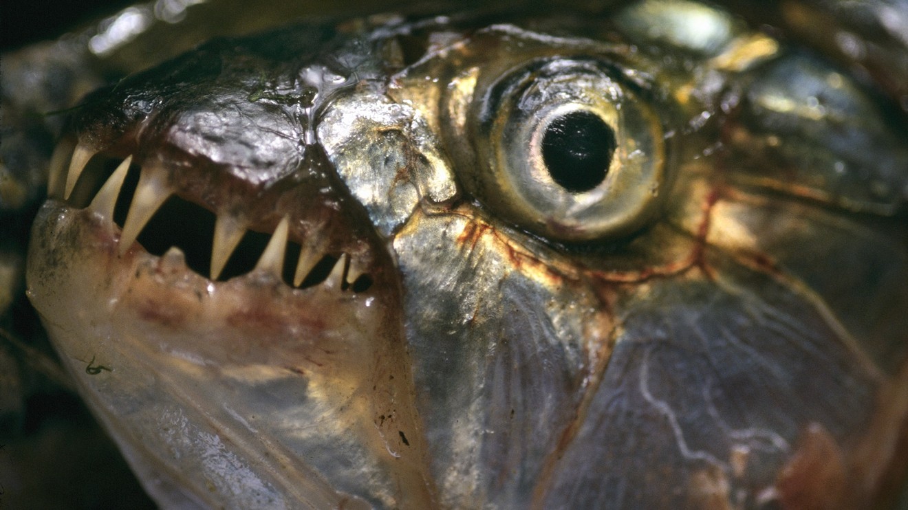 Nejděsivější zabijáci světa