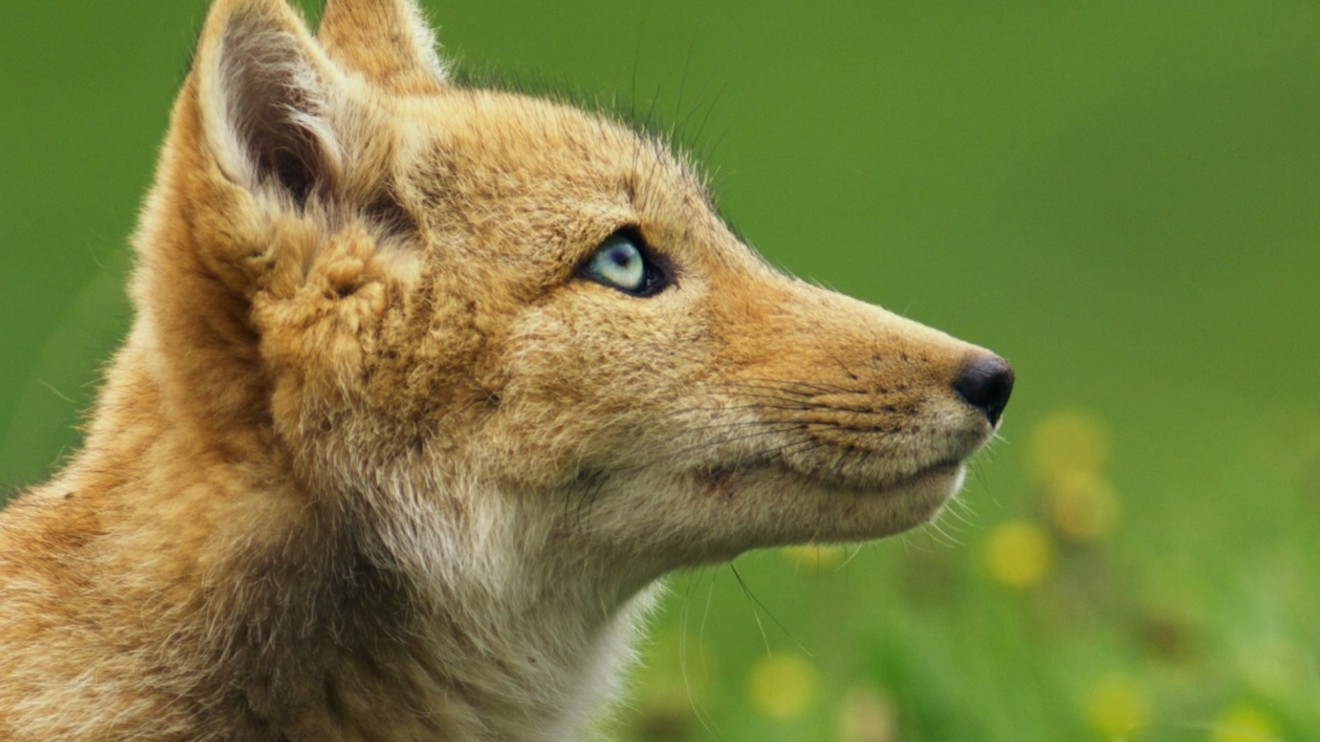 China's Wild Secrets