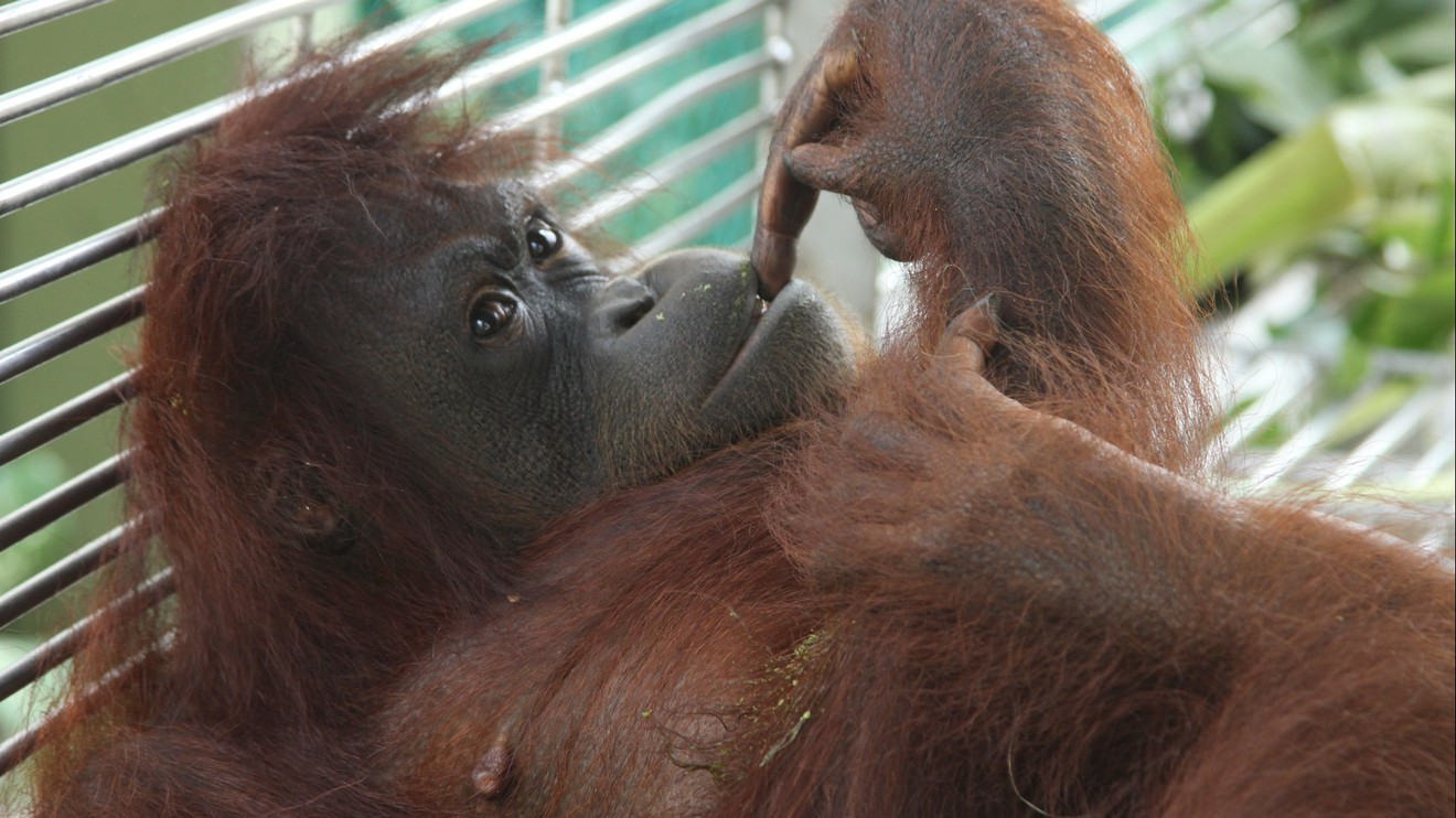 Meet the Orangutans