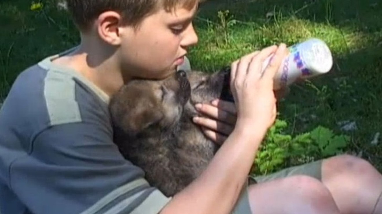 Kdo chce s vlky žíti