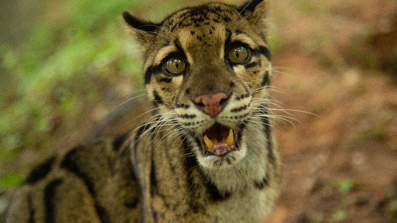 Indické divoké kočky