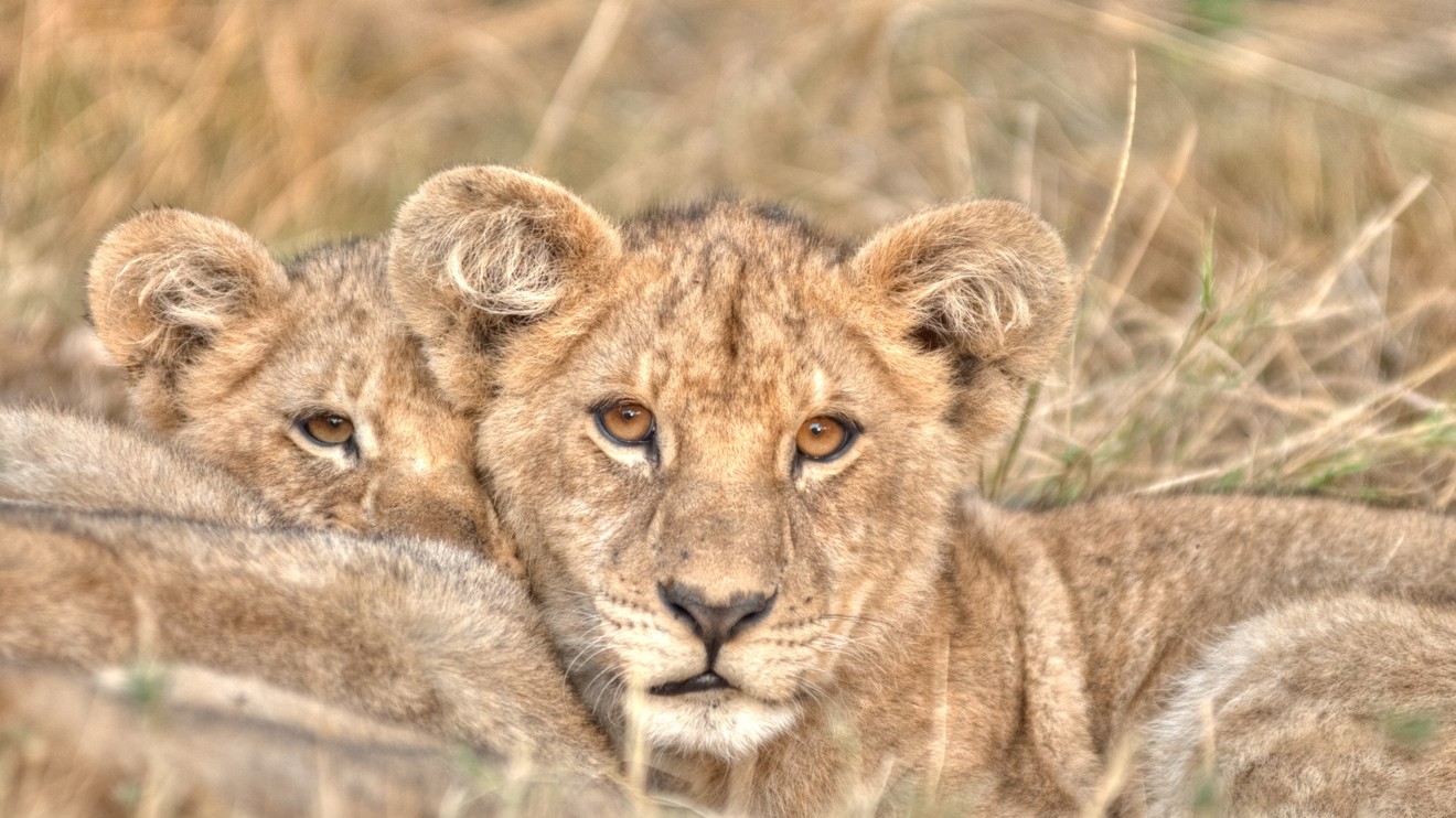 Lví bratři: Od kotěte po krále