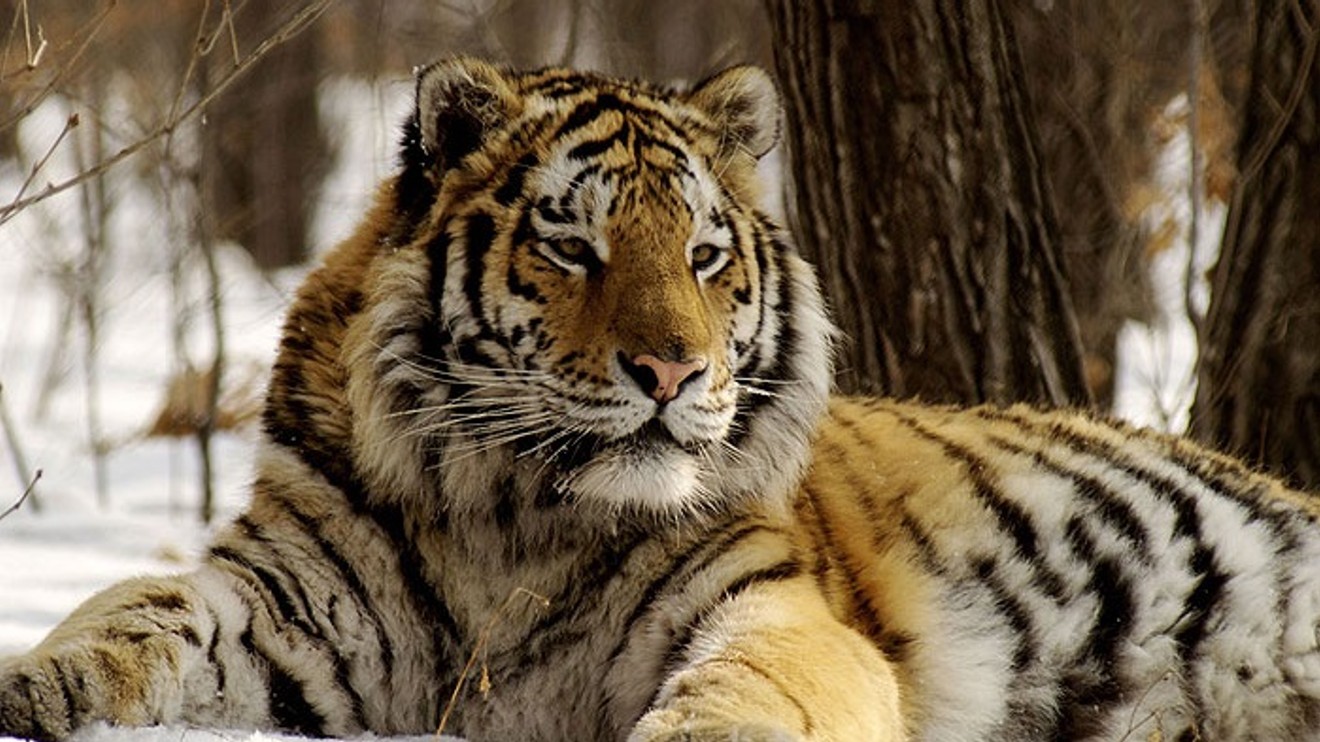 Amba, ussurijský tygr