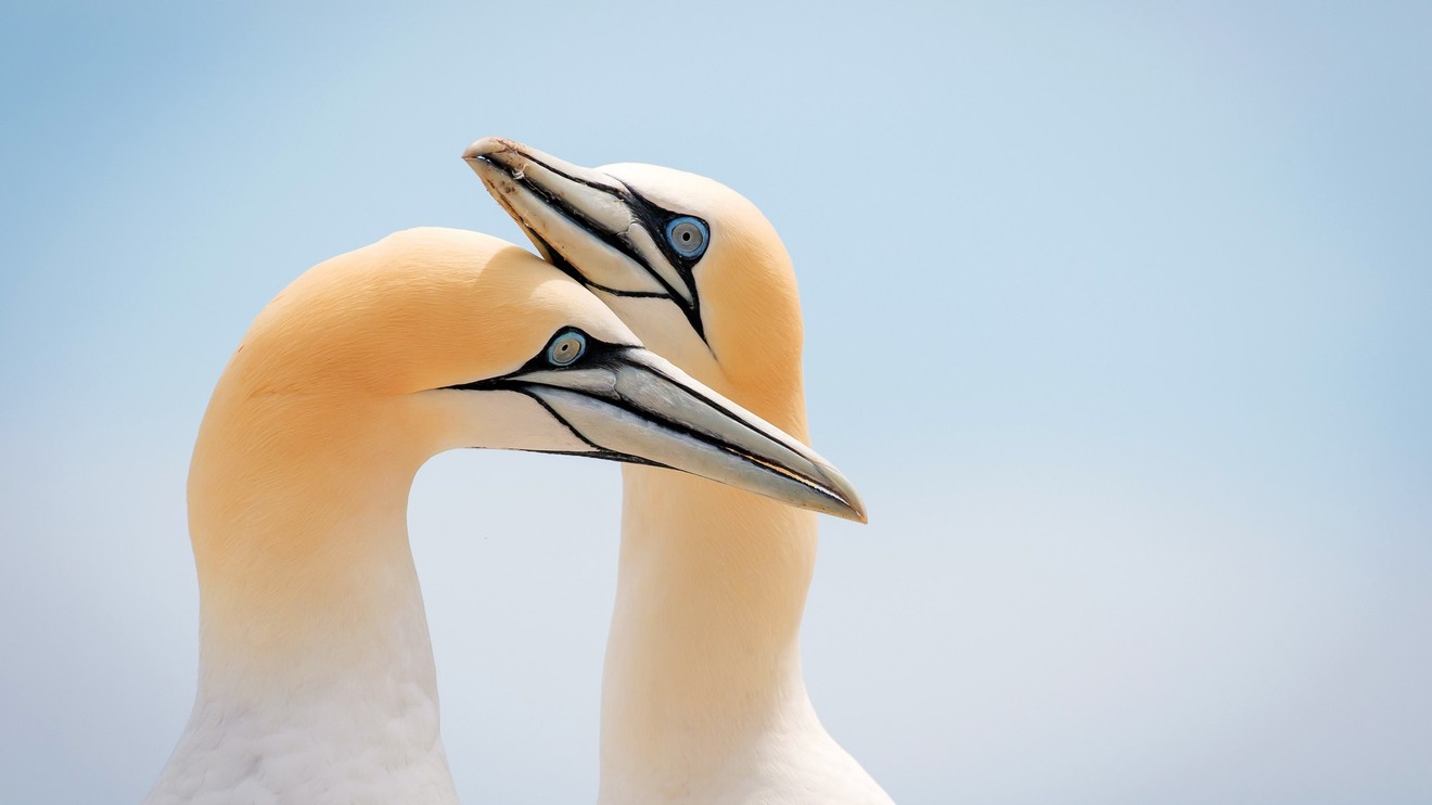 Les oiseaux