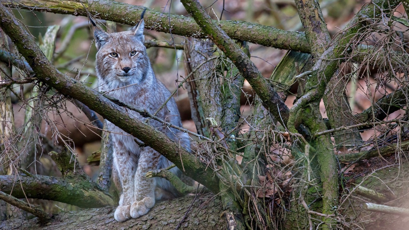 Kouzelné hory v srdci Německa