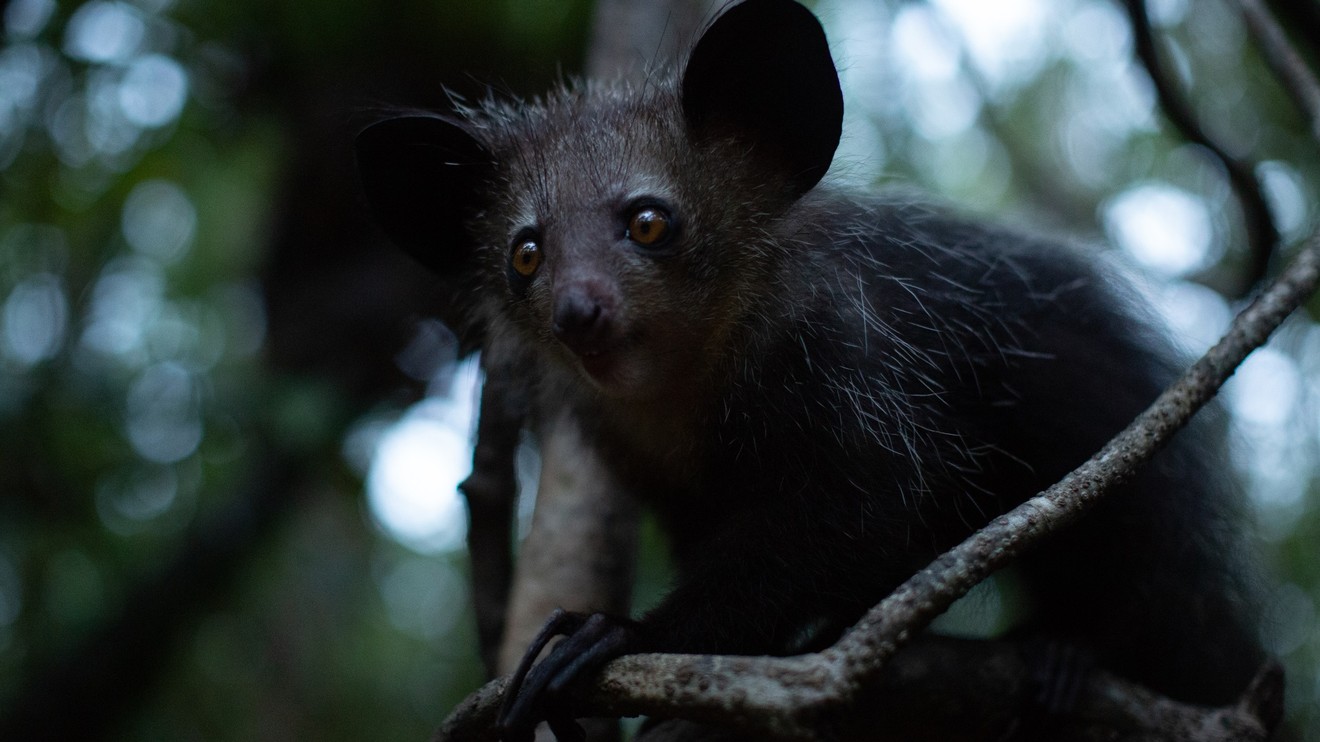 Madagaskar: Africké Galapágy
