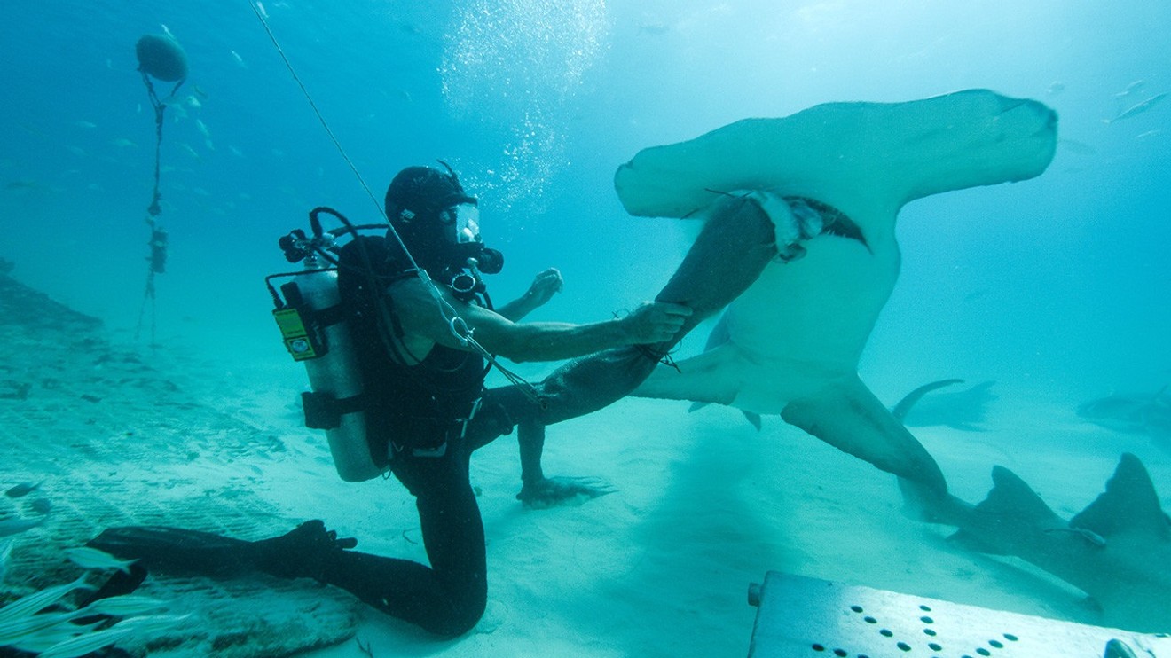 Člověk proti žralokům
