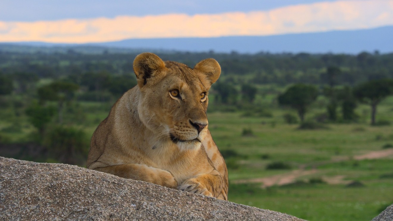 Velkolepá zvířata Afriky