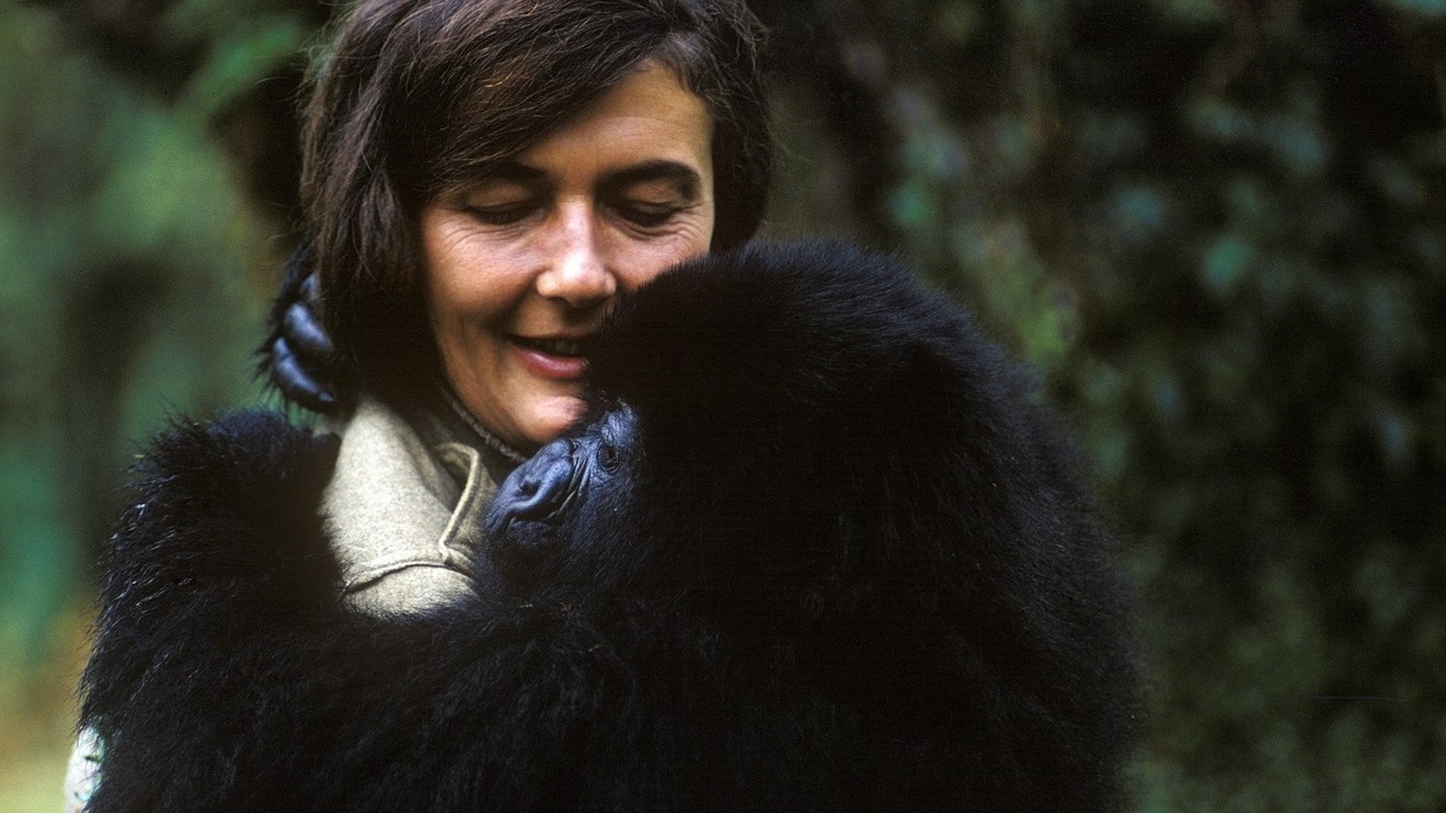 Dian Fossey: Secrets in the Mist