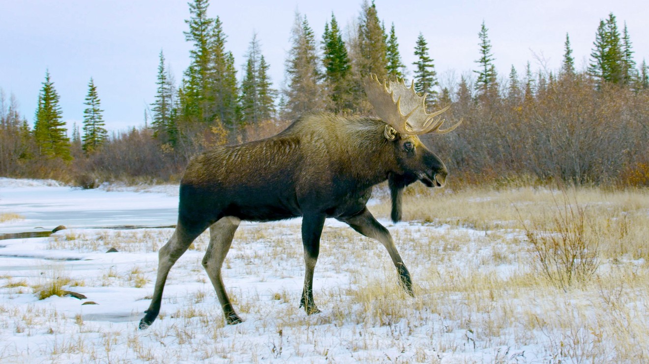 Jak přežít mráz v divočině