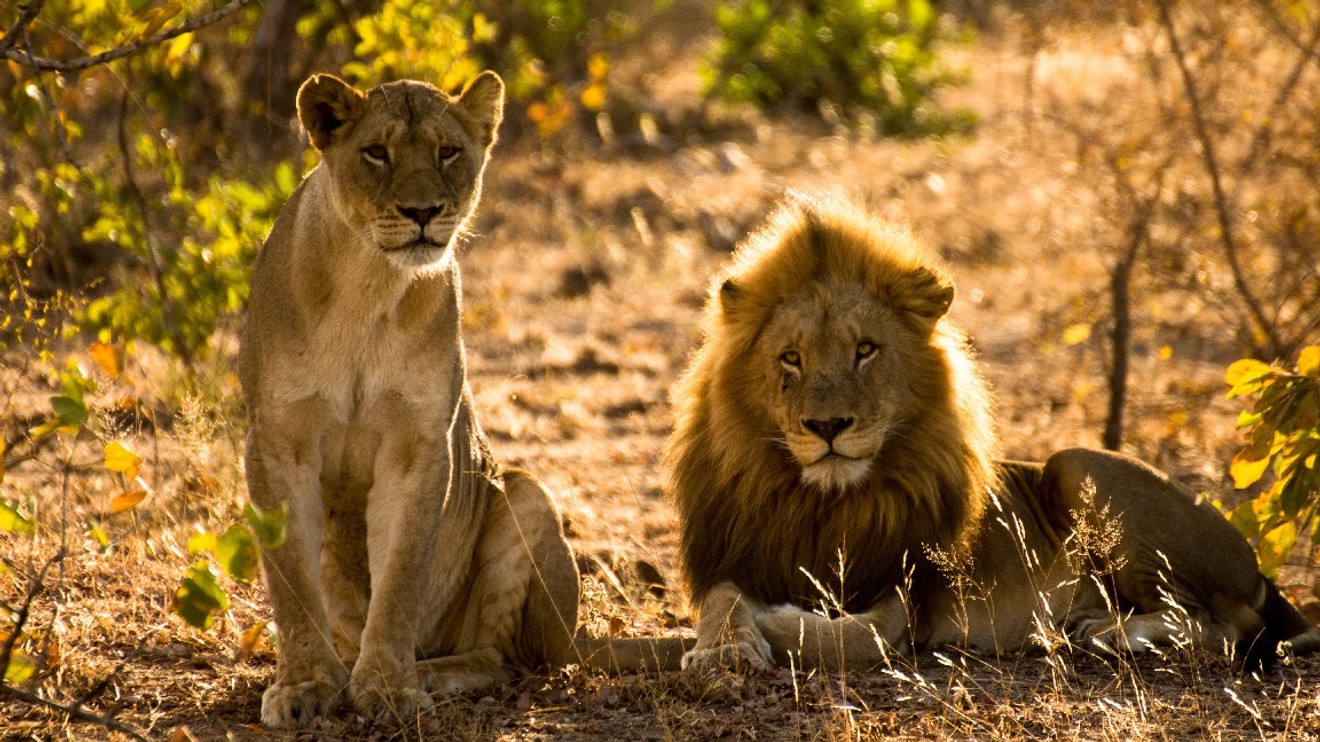 Predator Bloodlines