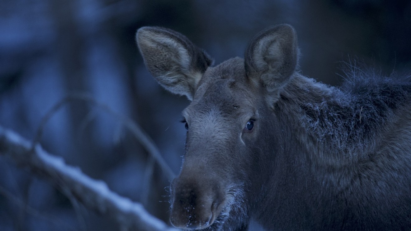 Winter's Hidden Wonders