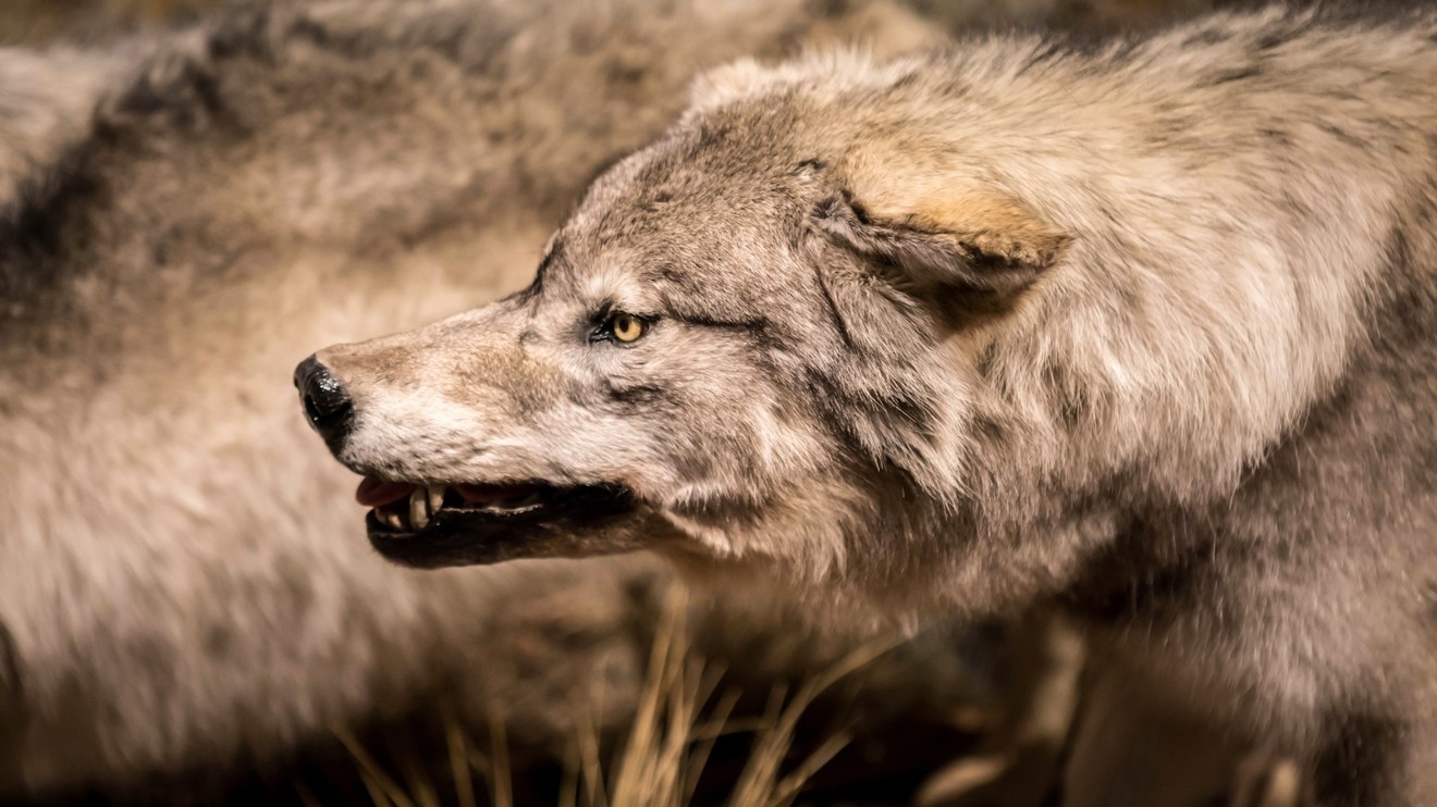 Nature's Mass Attacks