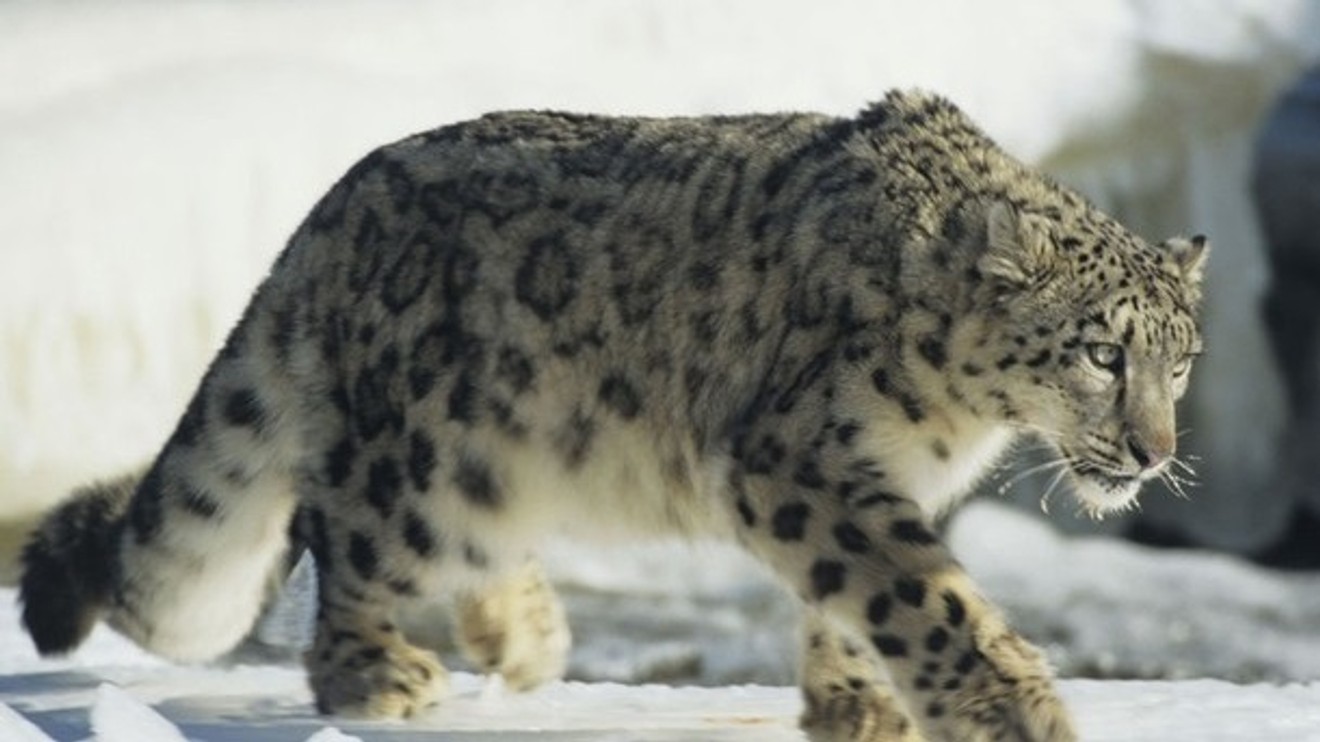 Irbis horský z Afghánistánu