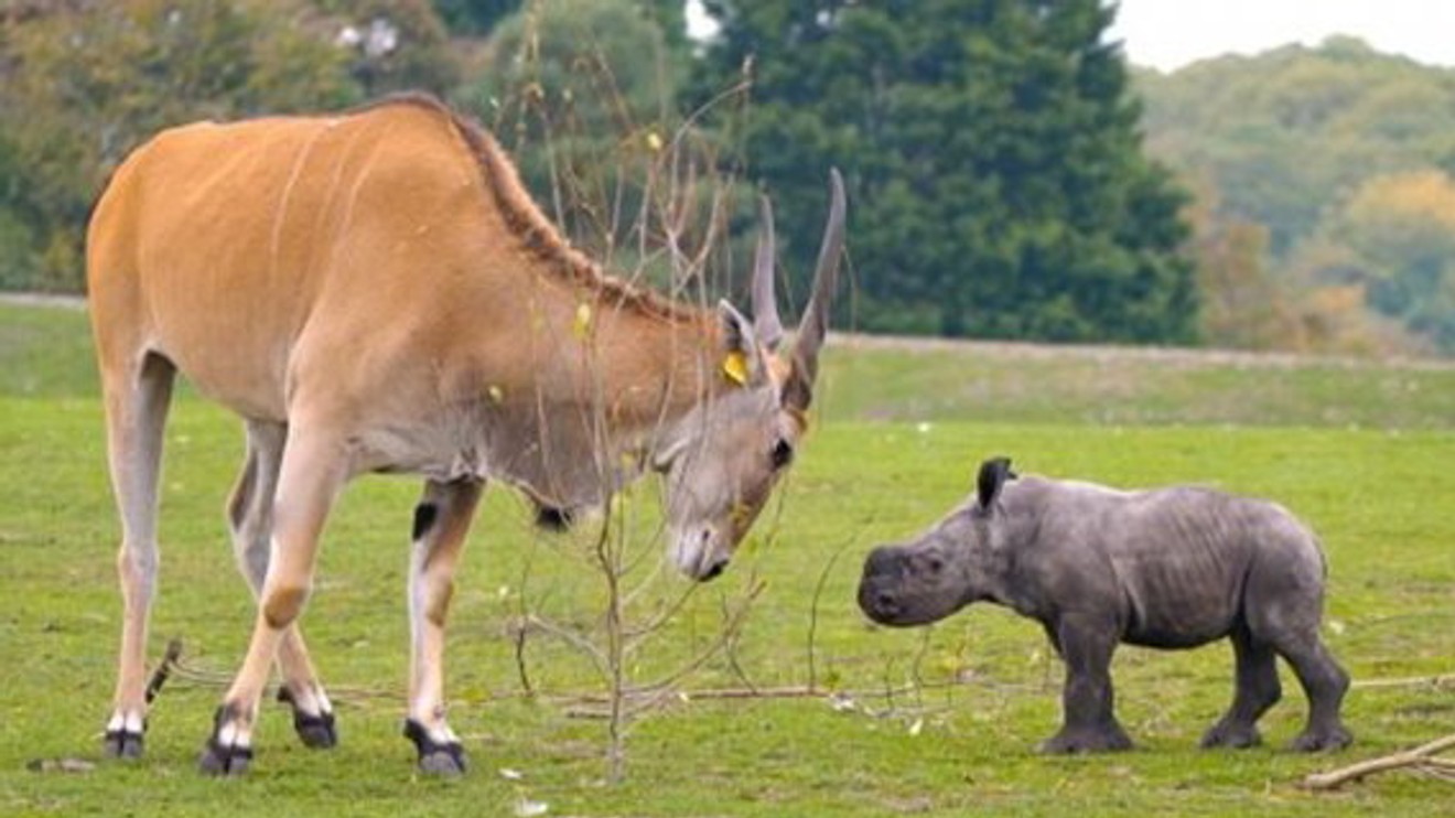 The Wonderful World of Baby Animals