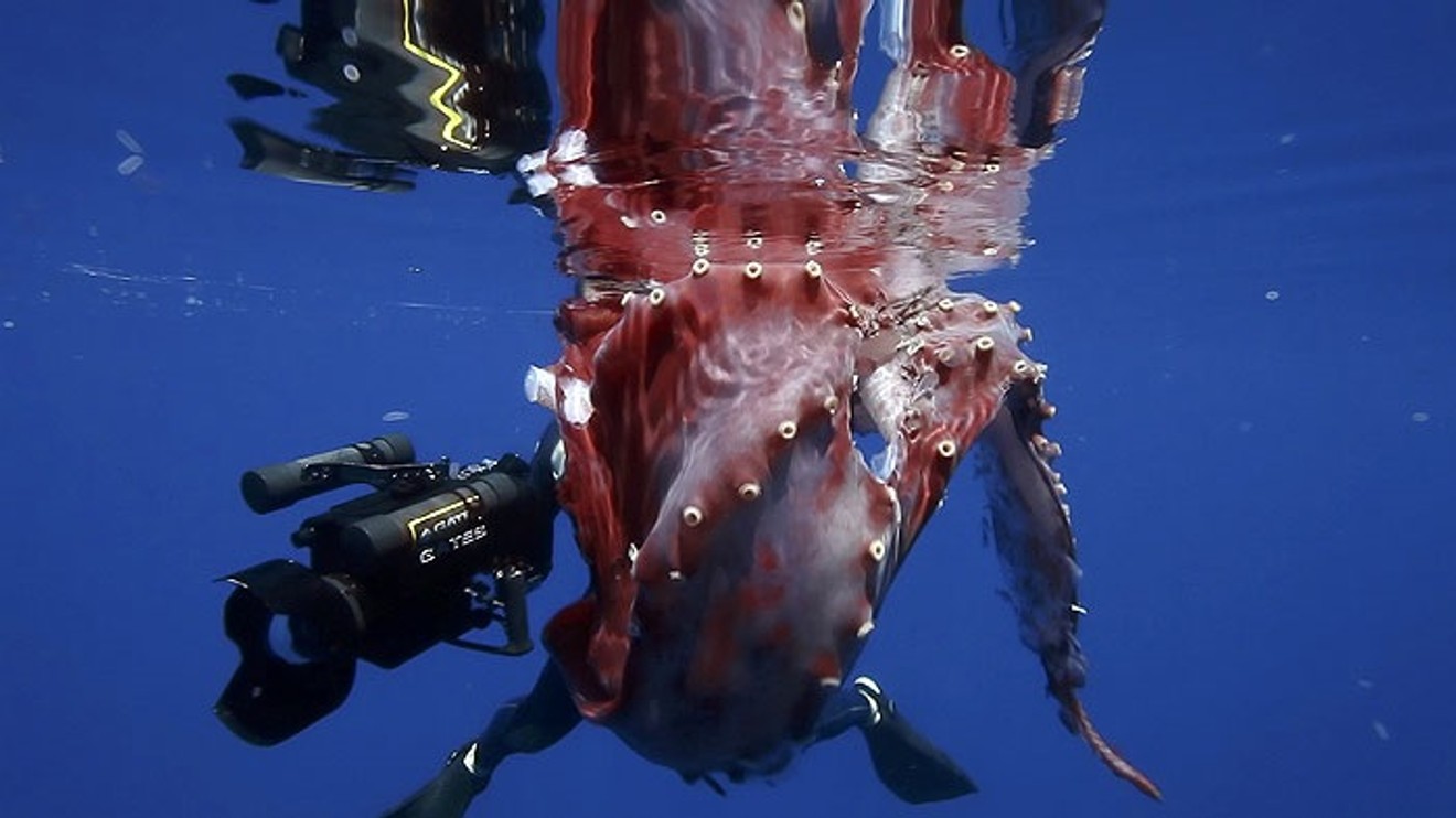 Pátrání po krakatici obrovské