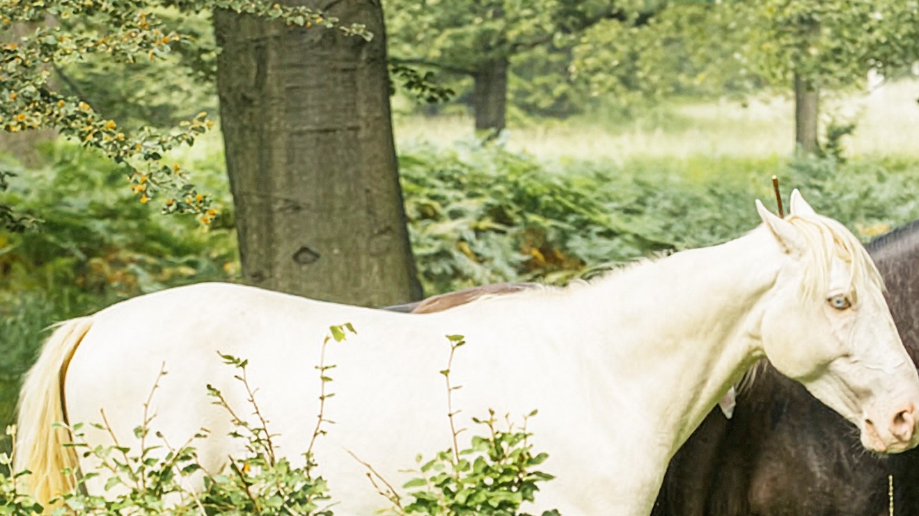 Rychlý jako vítr 2 - Vítězství