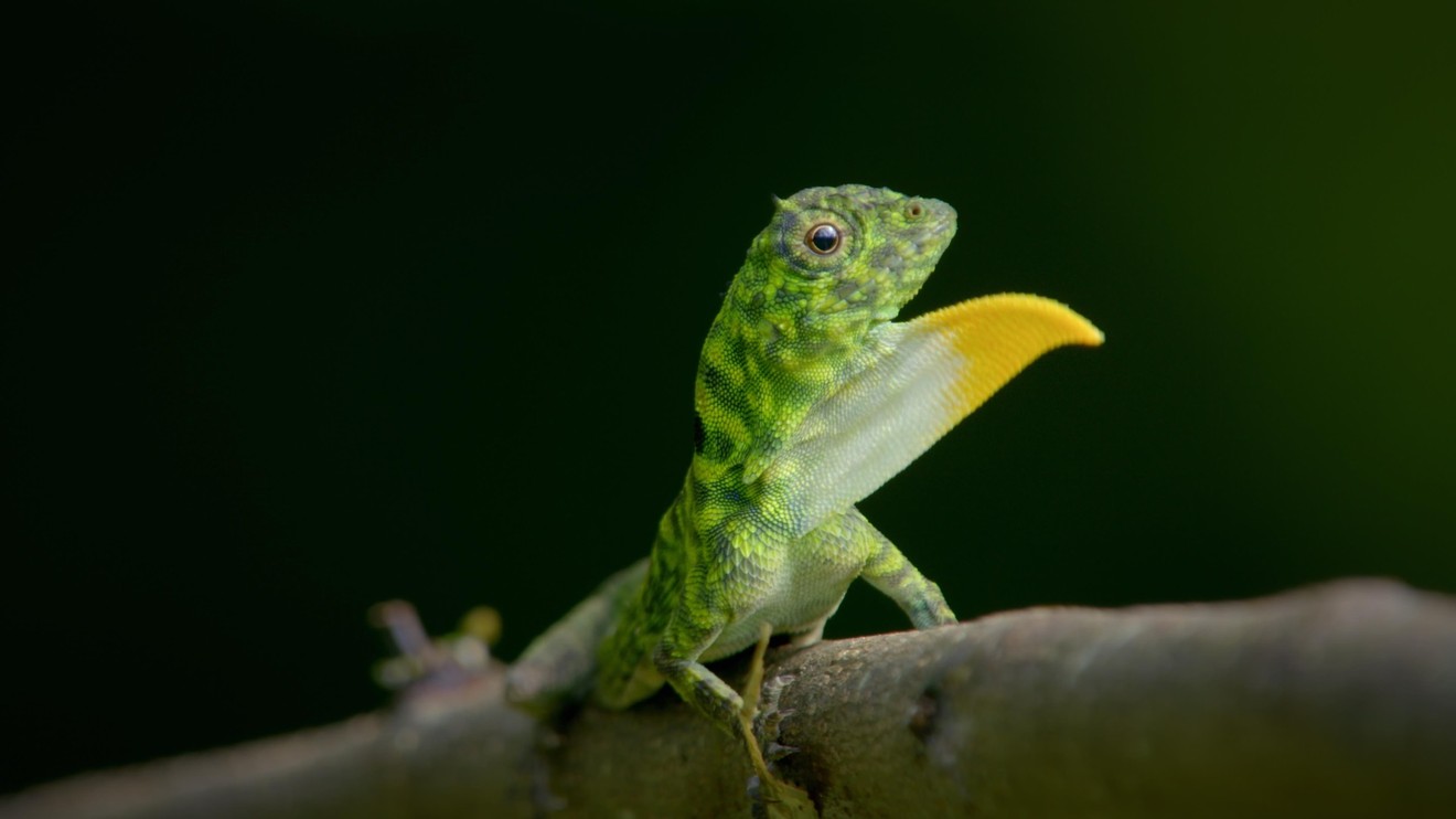 Nevšední zvířata na naši planetě
