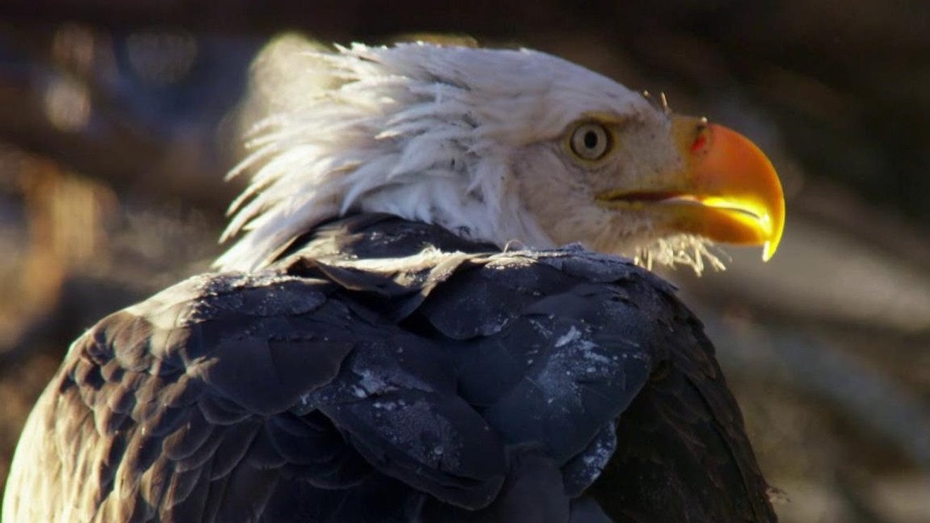 Aljaška: Rok v divočině