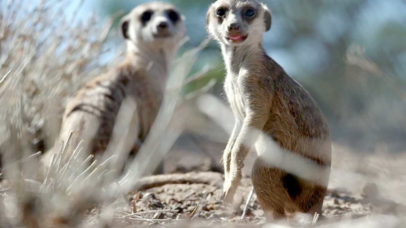 Decoding Animal Culture