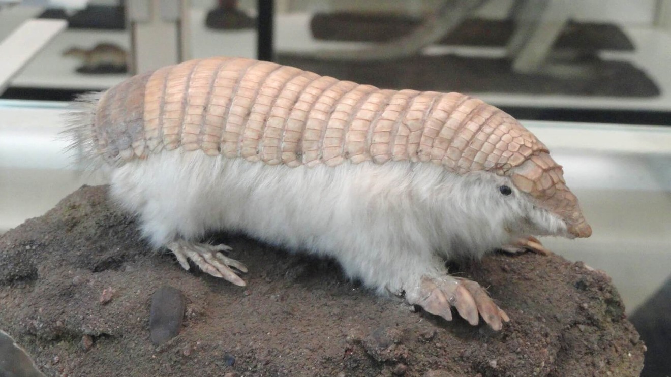 South America's Weirdest Animals