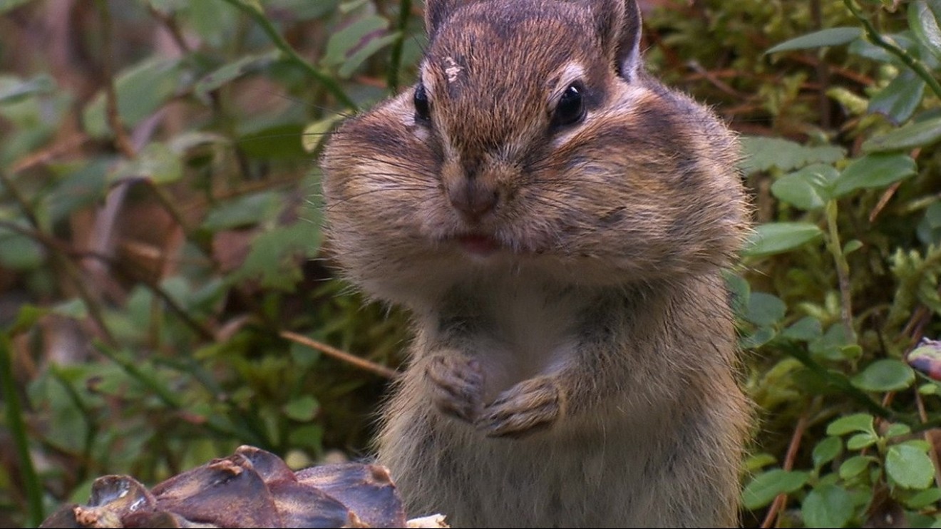 Největší jedlíci přírody