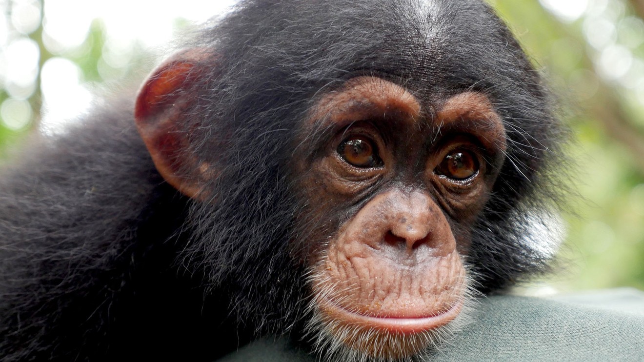 Šimpanzí škola