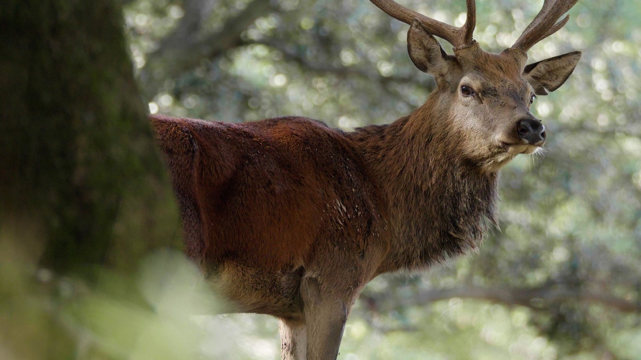 Cevenny: Skrytá krása Francie